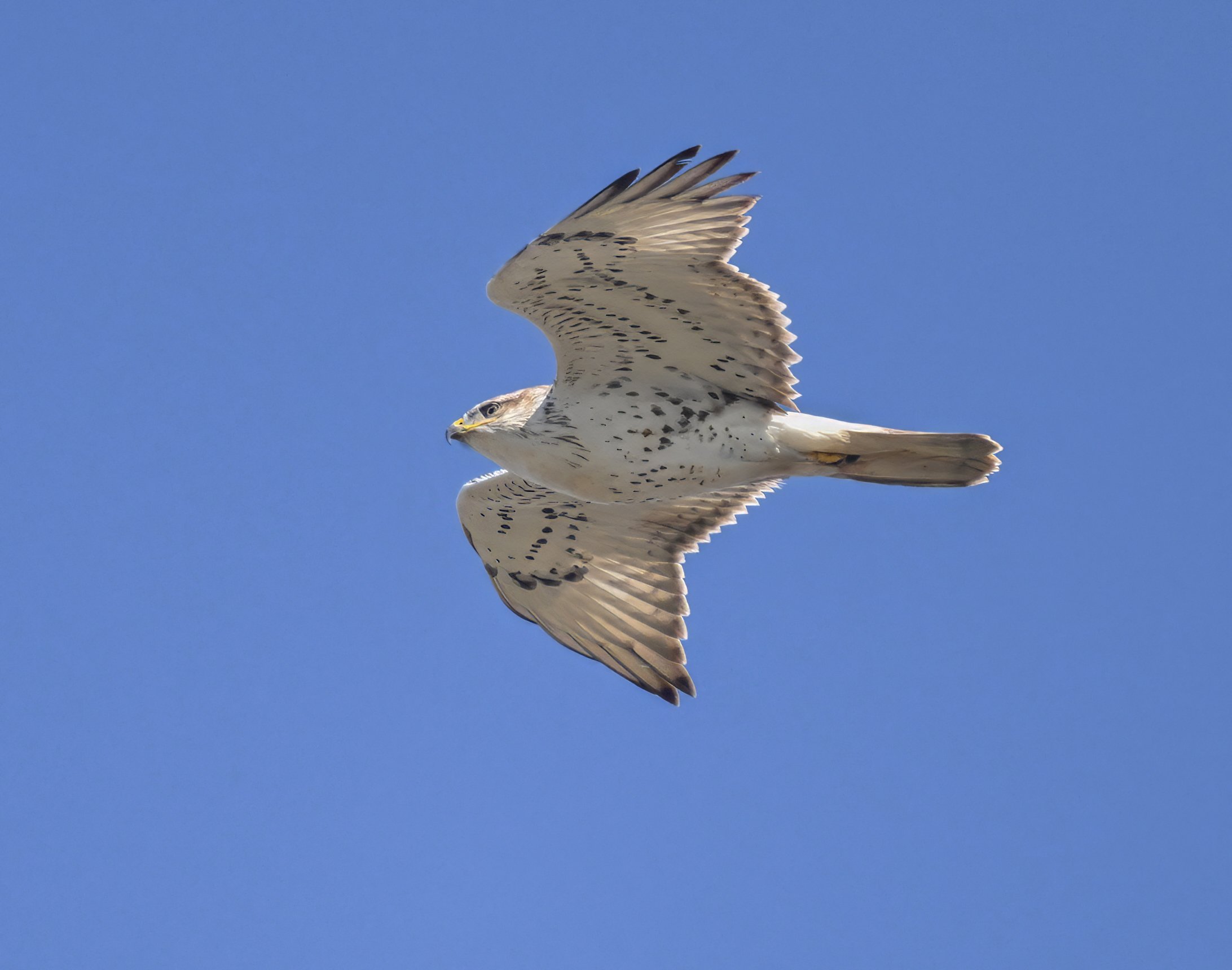 Ferruginous Hawk 2 Teresa Cheng.jpg