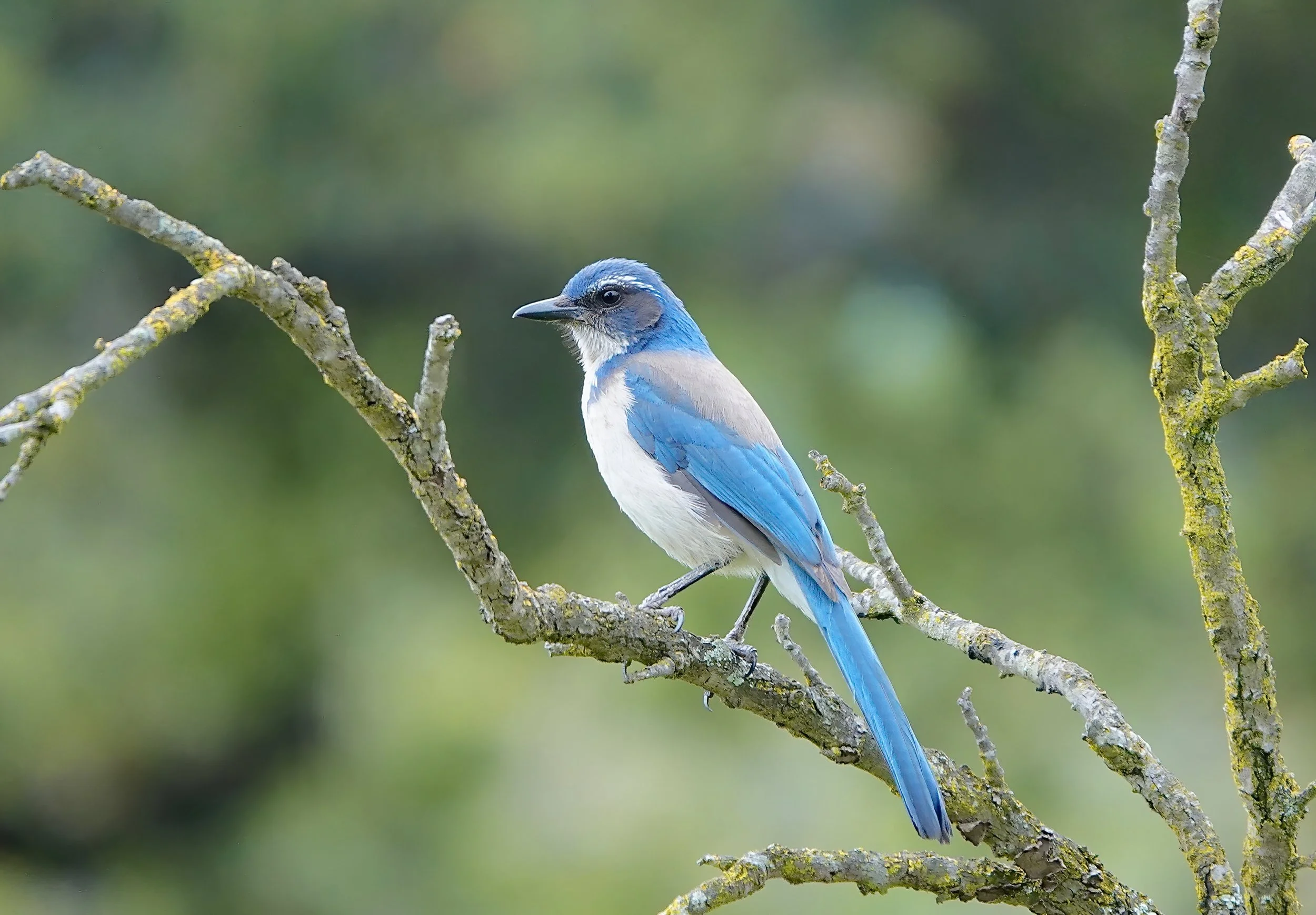 California ScrubJay — Santa Clara Valley Bird Alliance