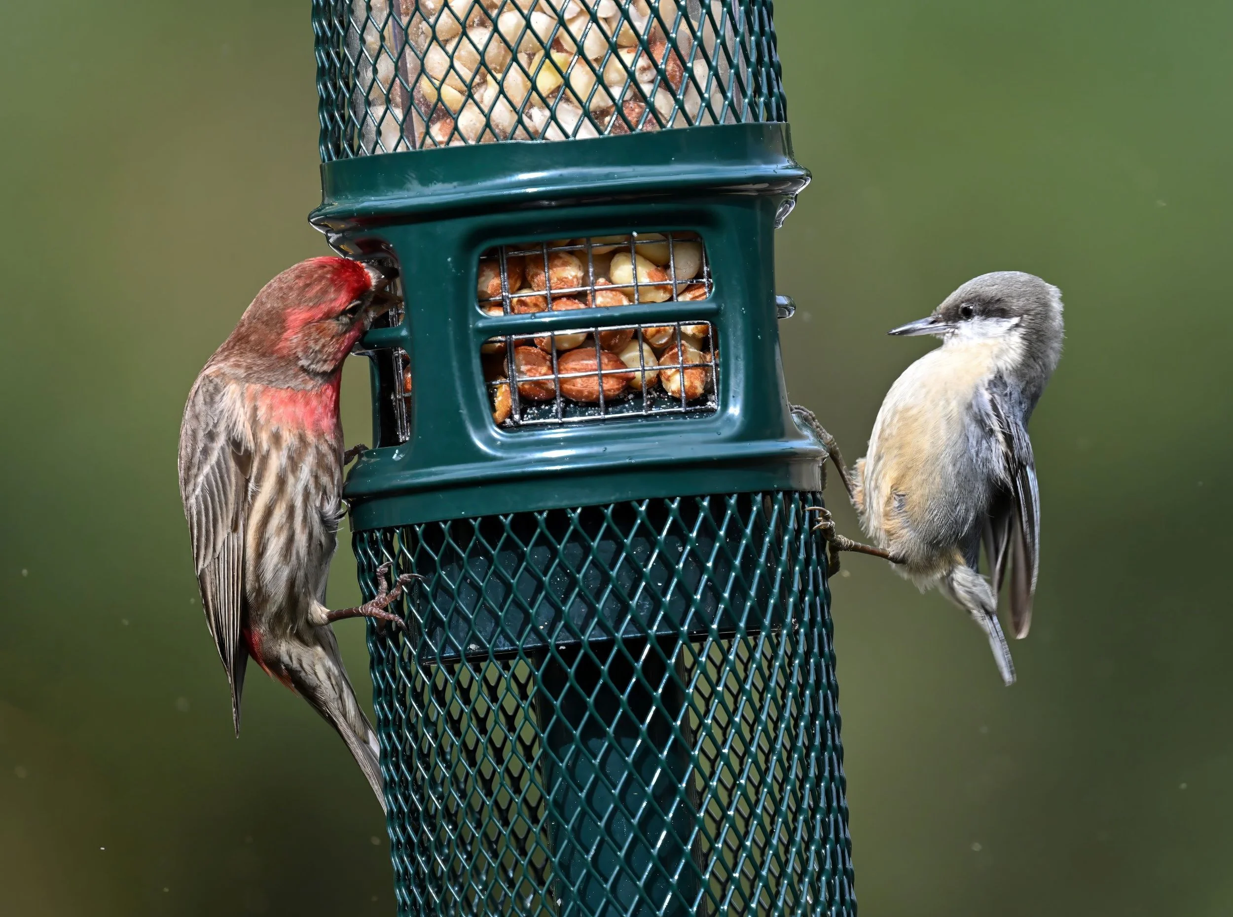 House Finch and Pygmy Nuthatch Teresa Cheng.jpg