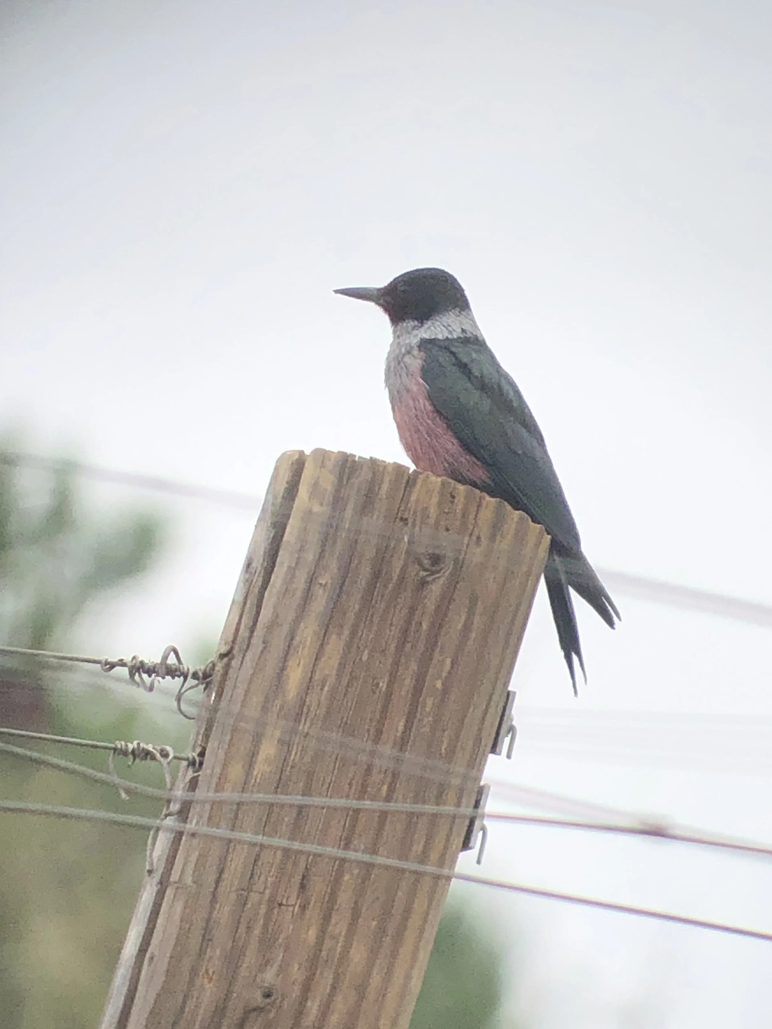 Christmas Bird Count Results