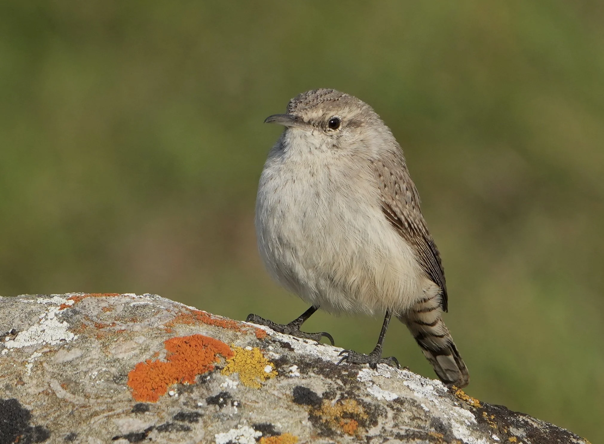 Rock Wren Annette Teng.jpeg