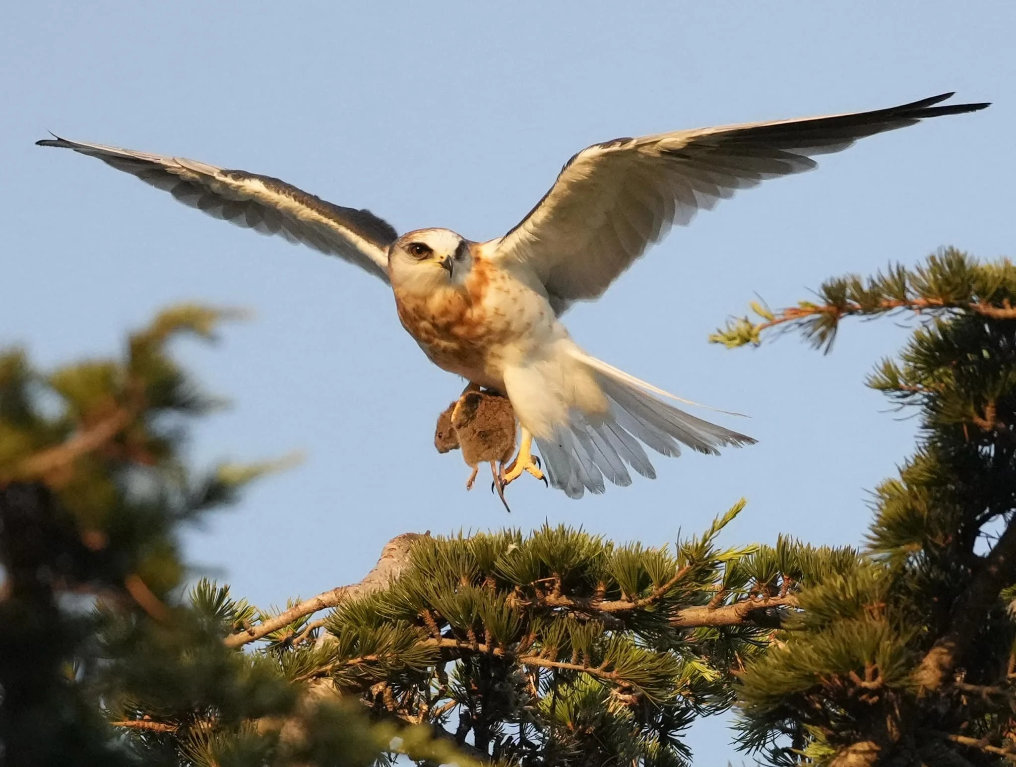 White-tailed Kite Annette Teng.jfif