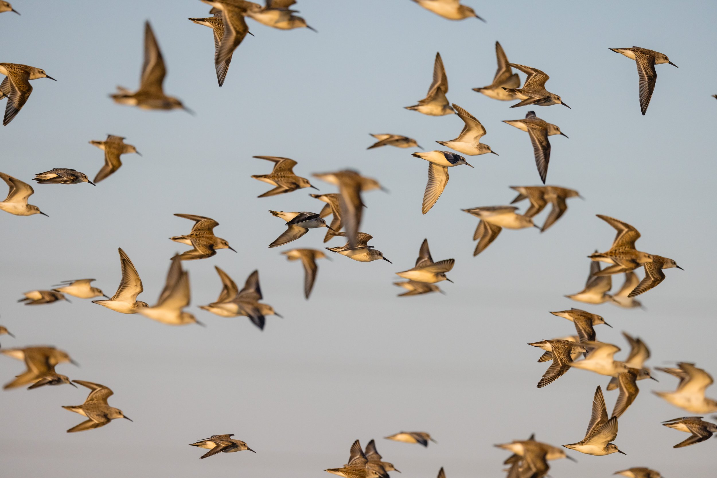 Western Sandpipers 2 Matthew TW Huang.jpg