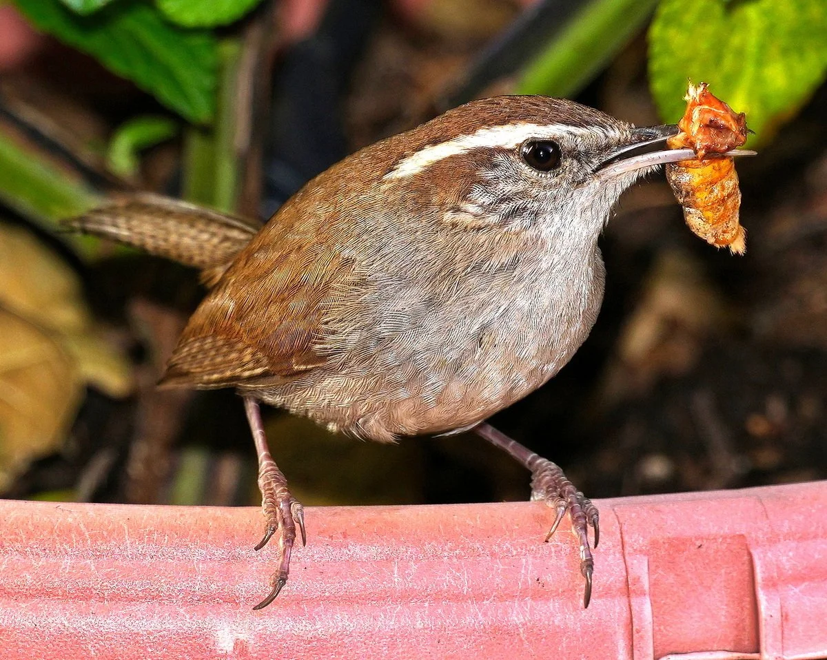 Bay Area Bird Photographers - Photographic Science, Camera Mounts, and Birds