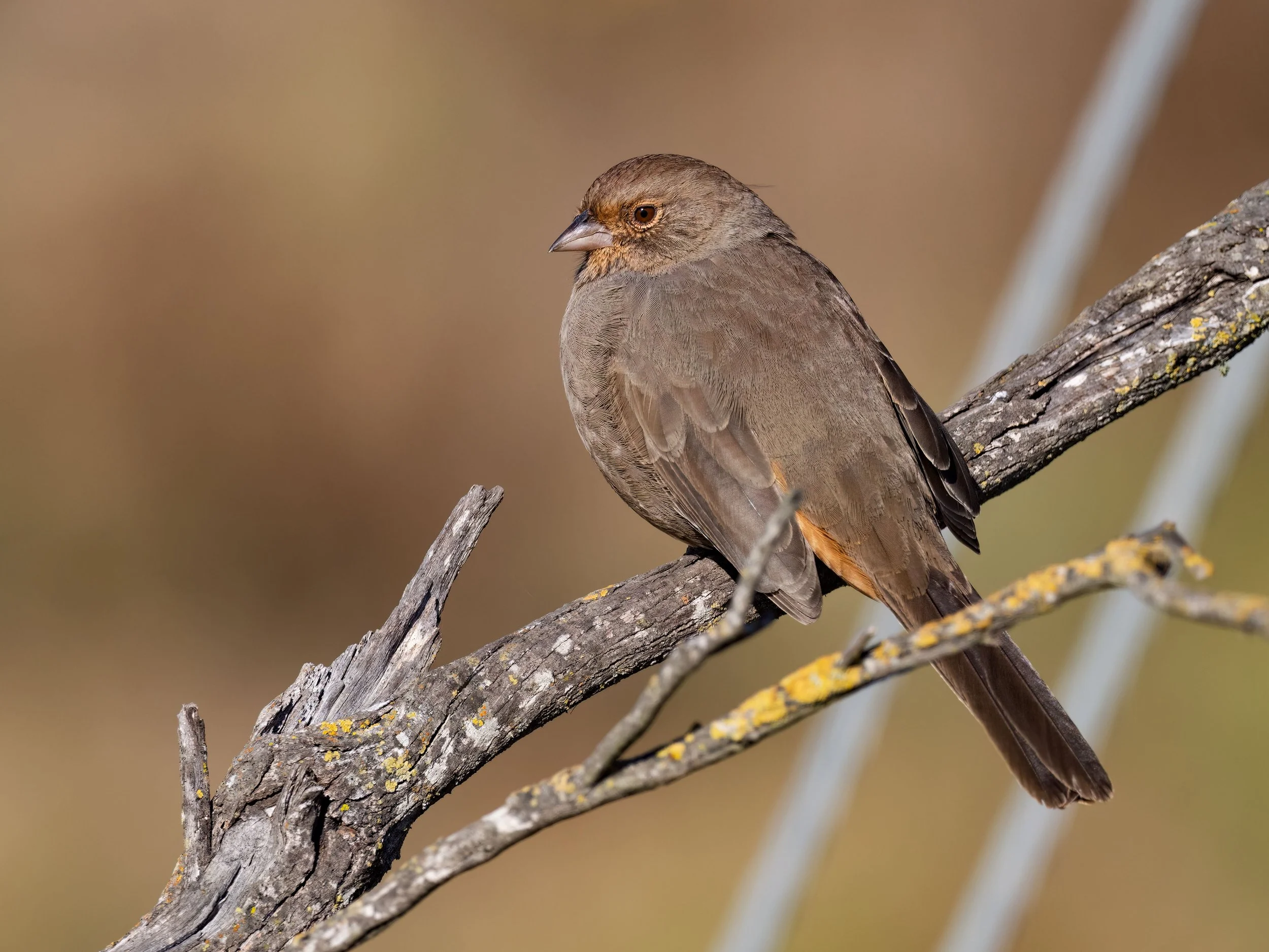 California Towhee Deanne Tucker.jpg