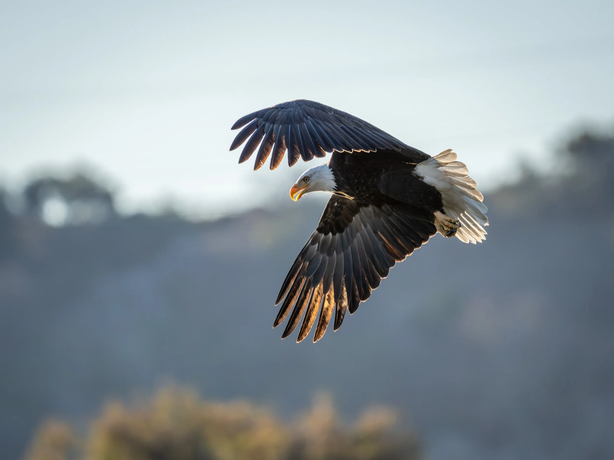 bald eagle amanda newlove.jpg