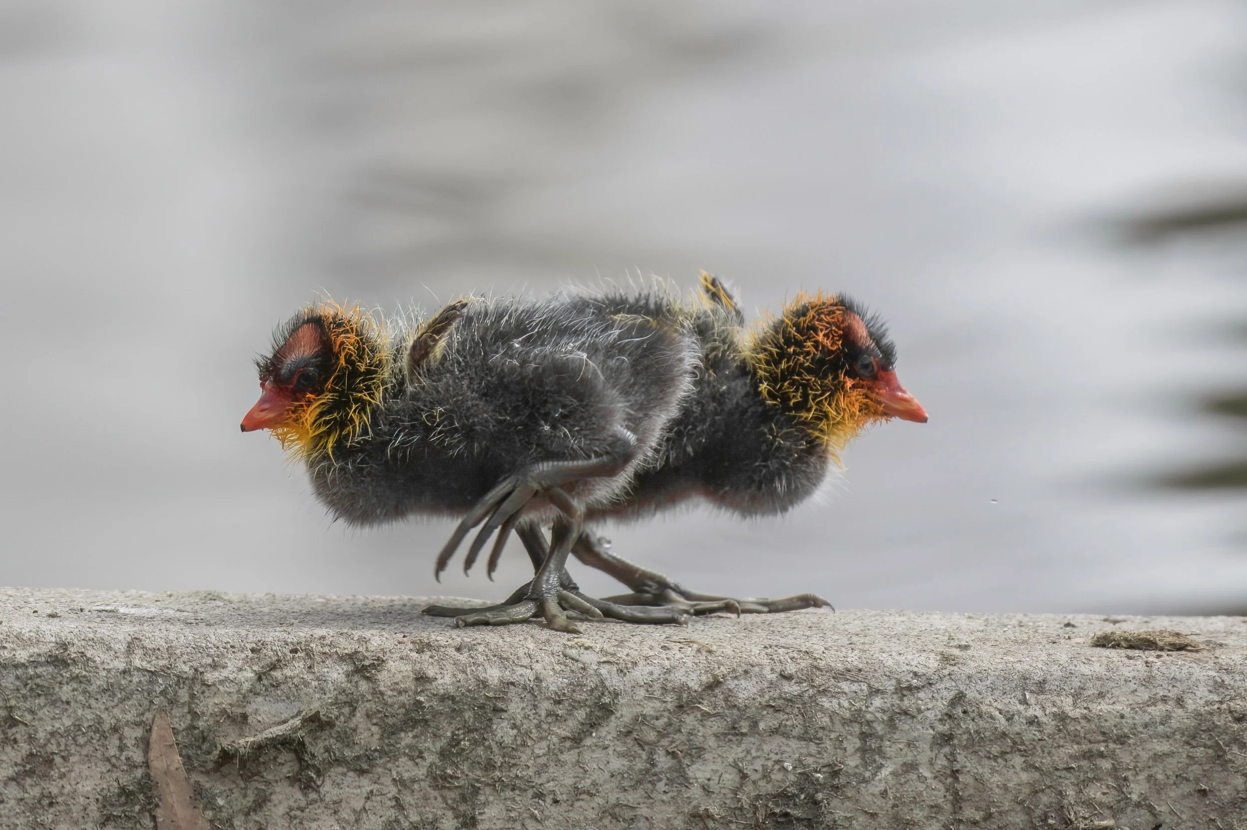 American Coot by Sarah Chan.jpg