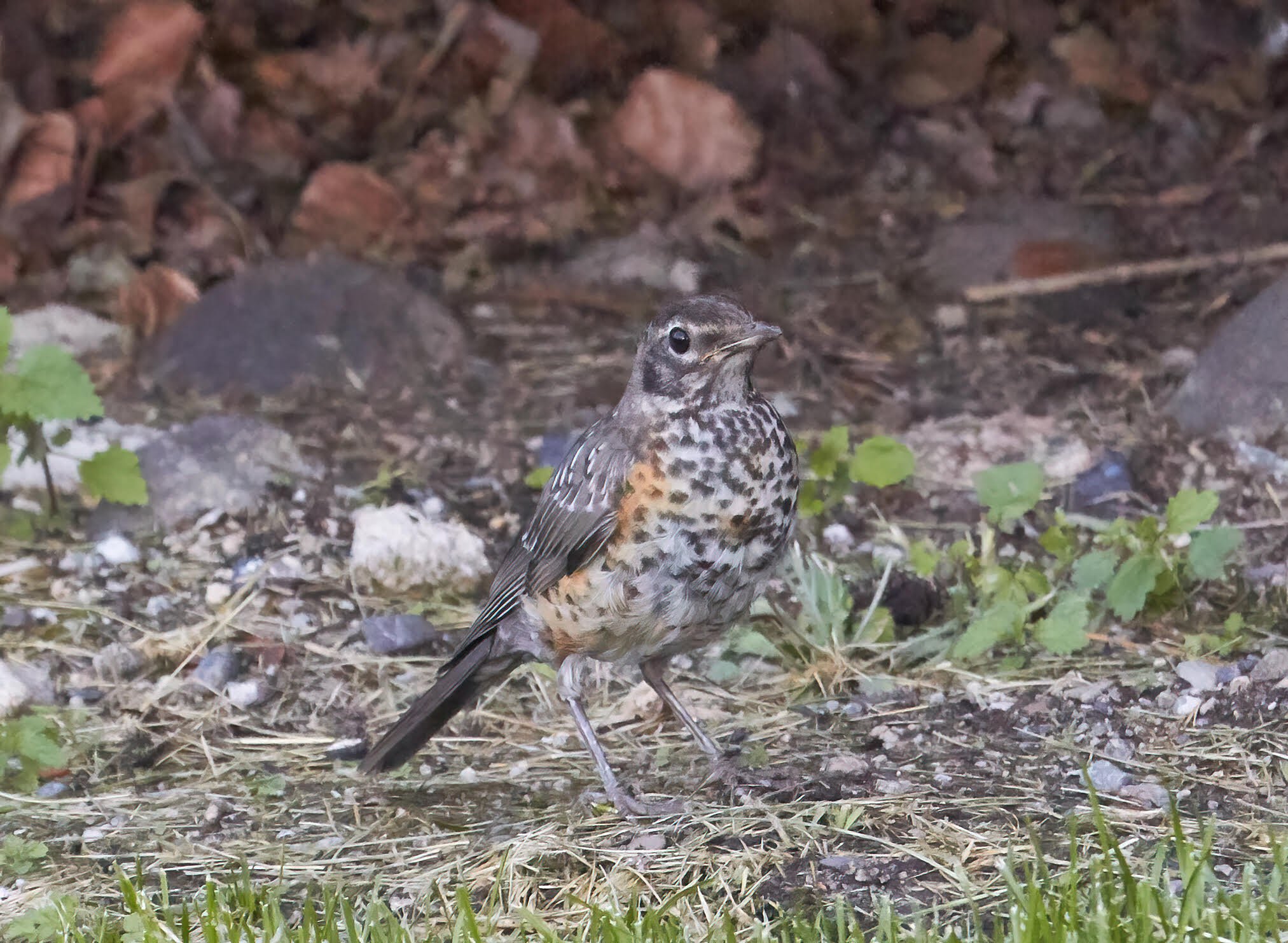 American Robin — Santa Clara Valley Audubon Society