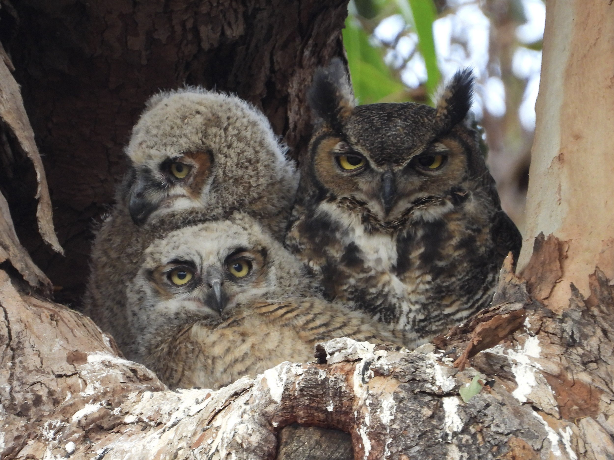 Great Horned Owl 2 Sarah Chan.jpg