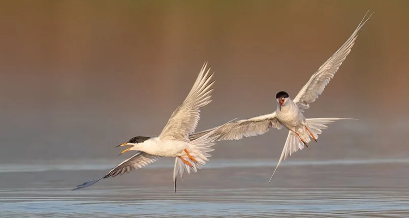 Forster's Tern Peter Shen_IMAGE.jpg