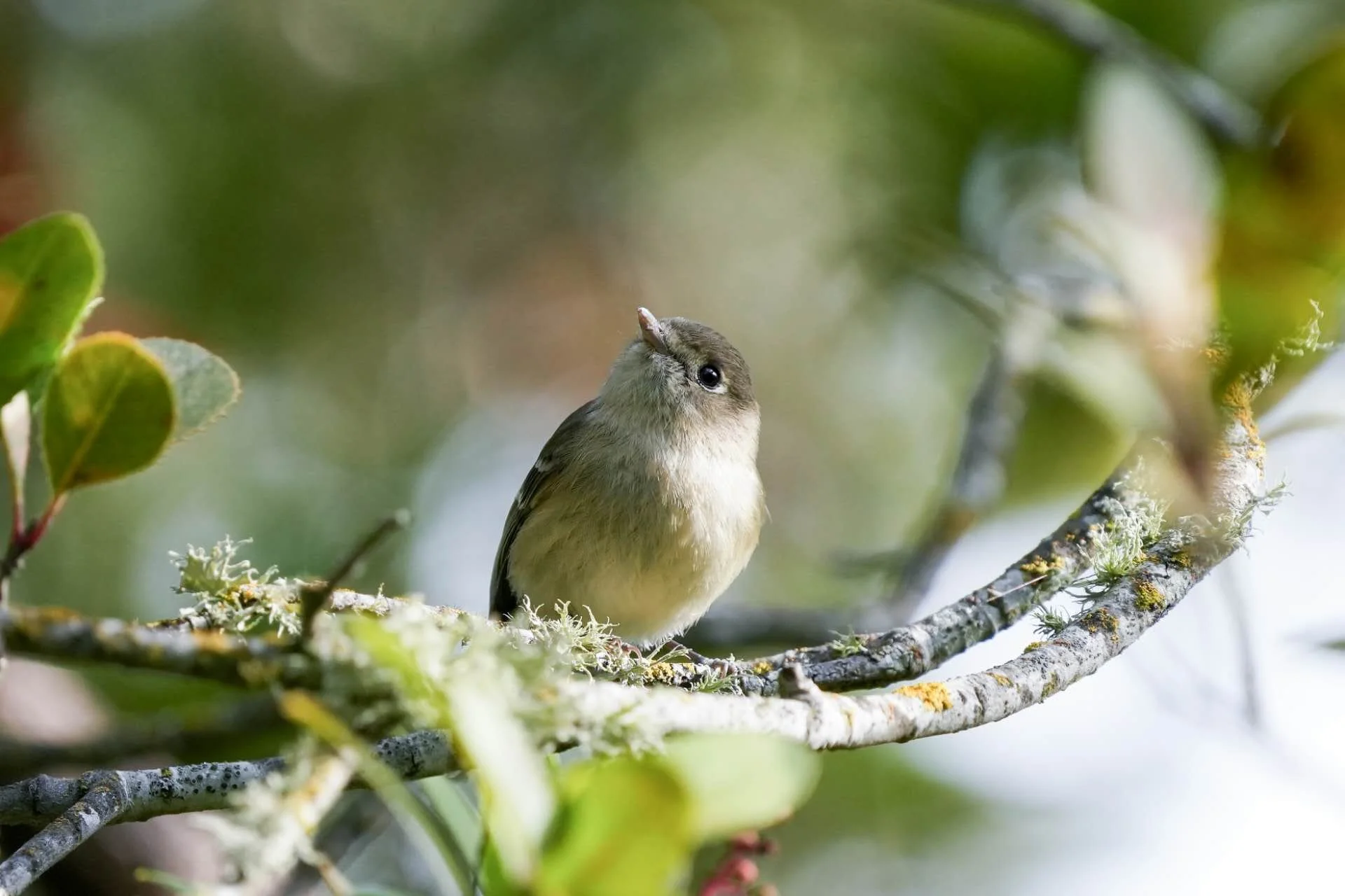 Hutton’s Vireo.jpg