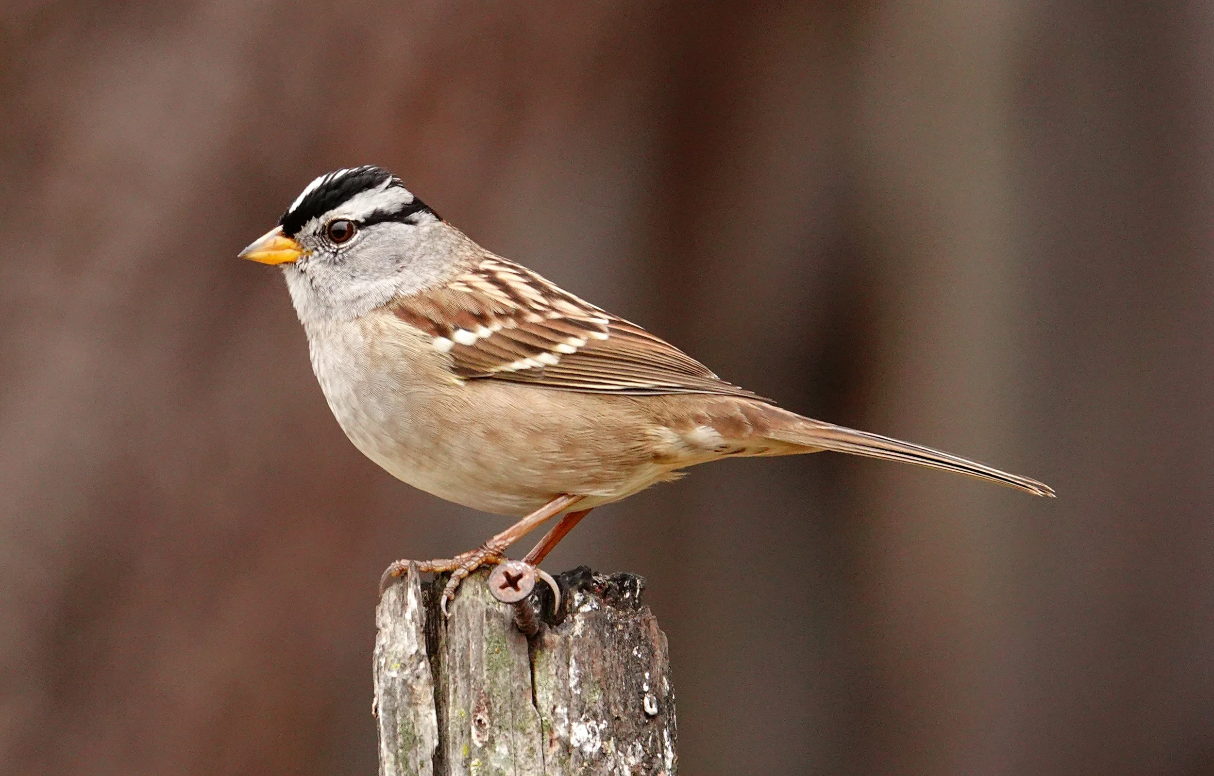 White-crowned Sparrow 1 Dave Zittin.jpg