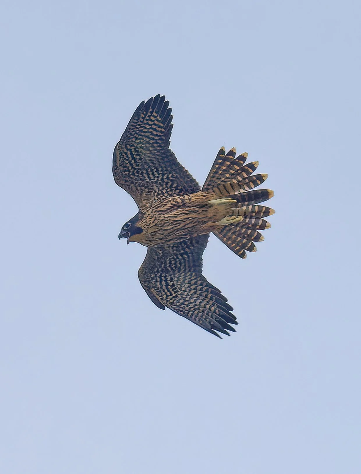 Peregrine Falcon 2 Teresa Cheng.jpg