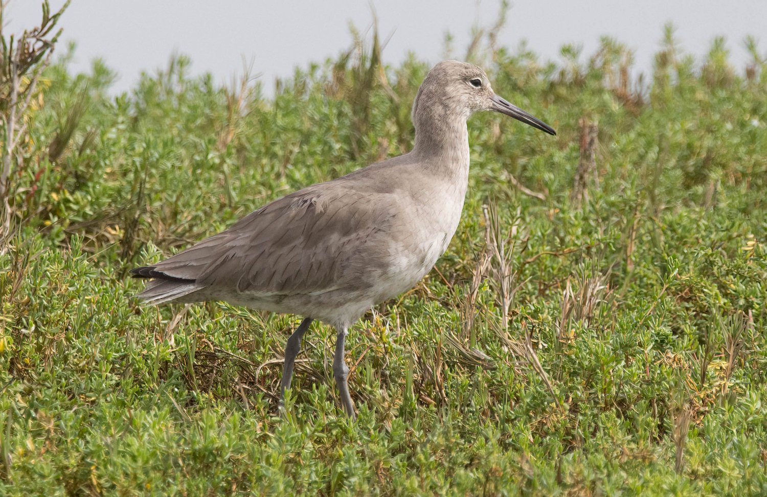 Willet