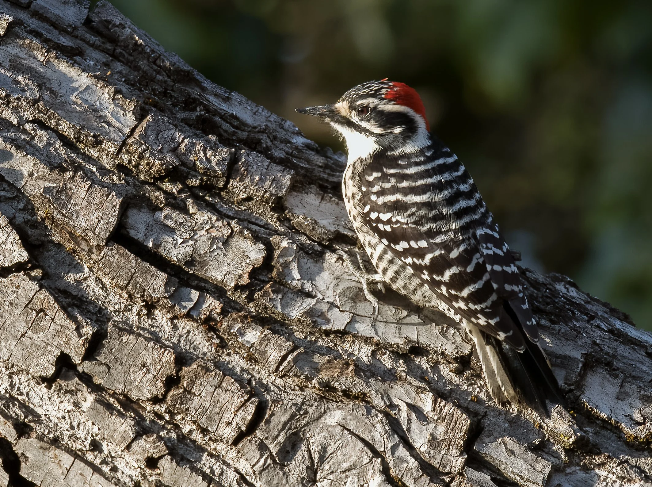 Nuttall's Woodpecker Deanne Tucker.jpg