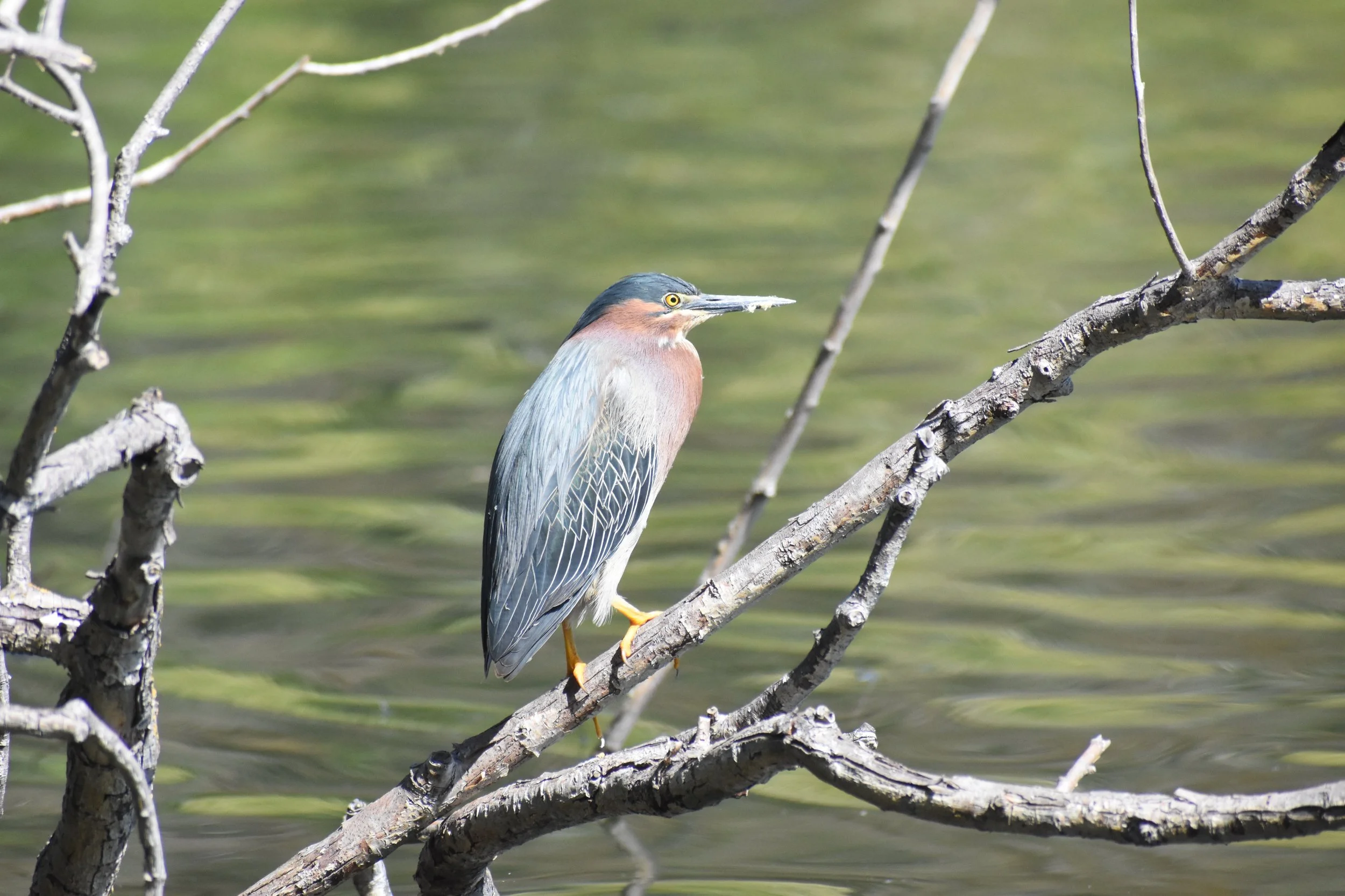 Green Heron Casondra Brewster.JPG