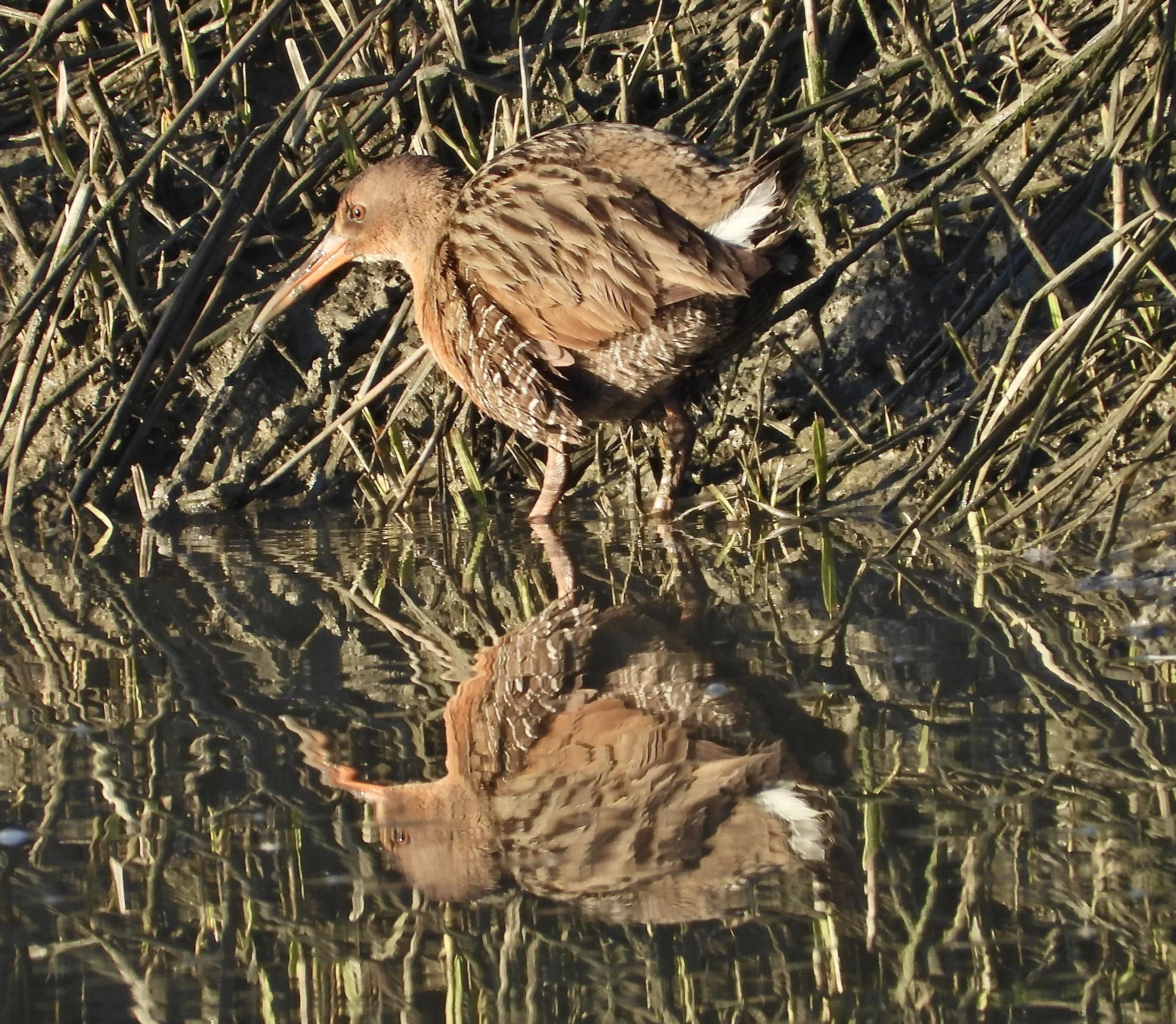 Ridgway's Rail Howard Friedman.jpeg
