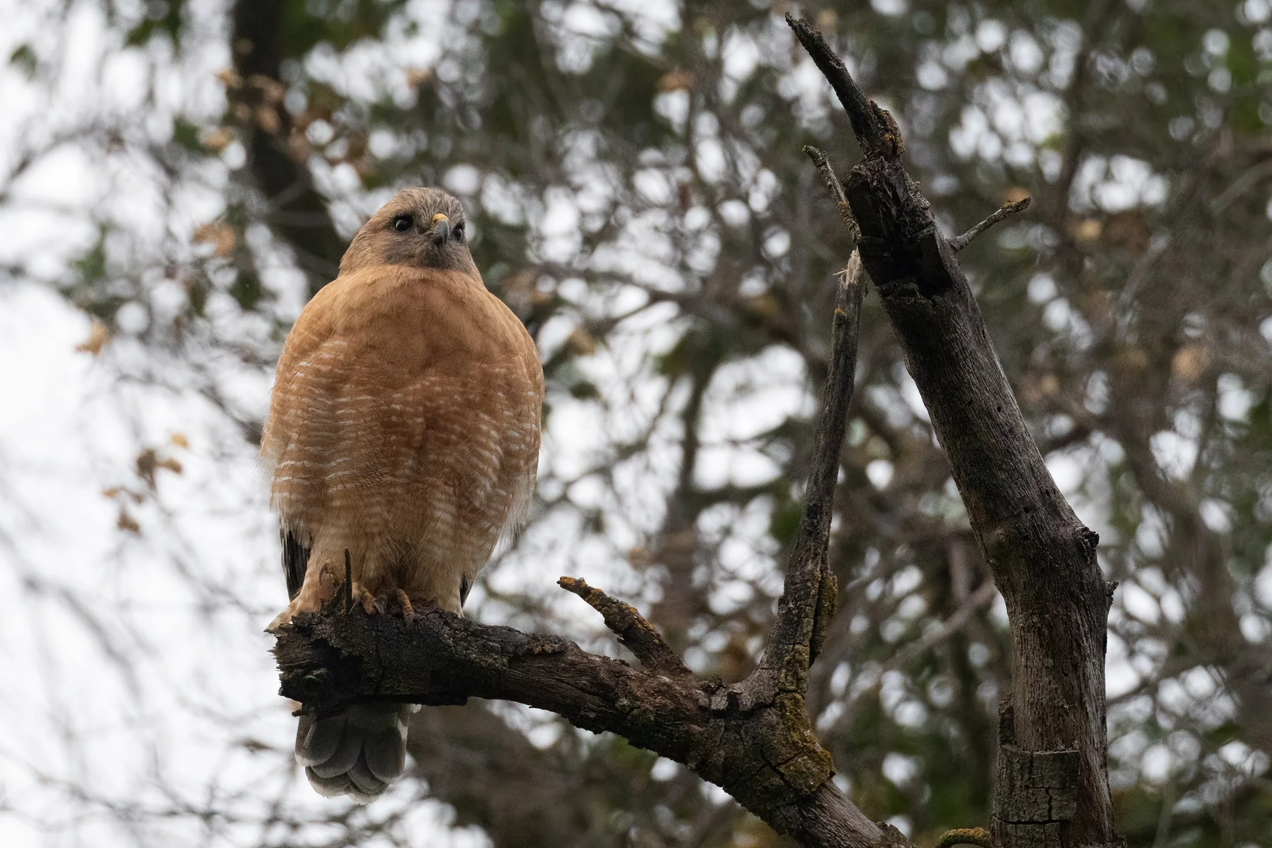 Red-shouldered Hawk Vinayak Hebbagil.jpg