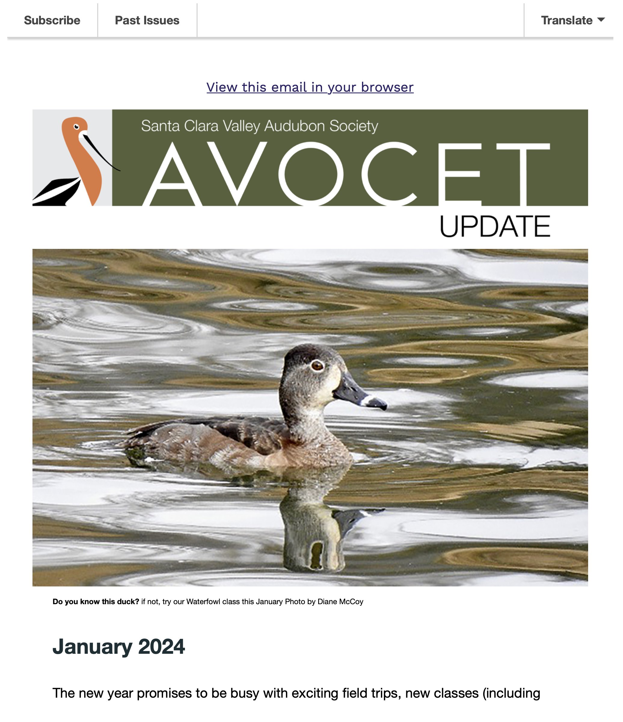 January Avocet Update