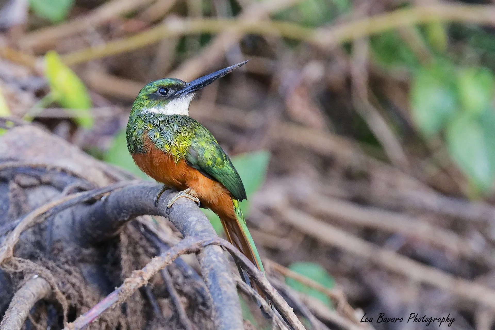 Bay Area Bird Photographers - Toucans, Tanagers and More