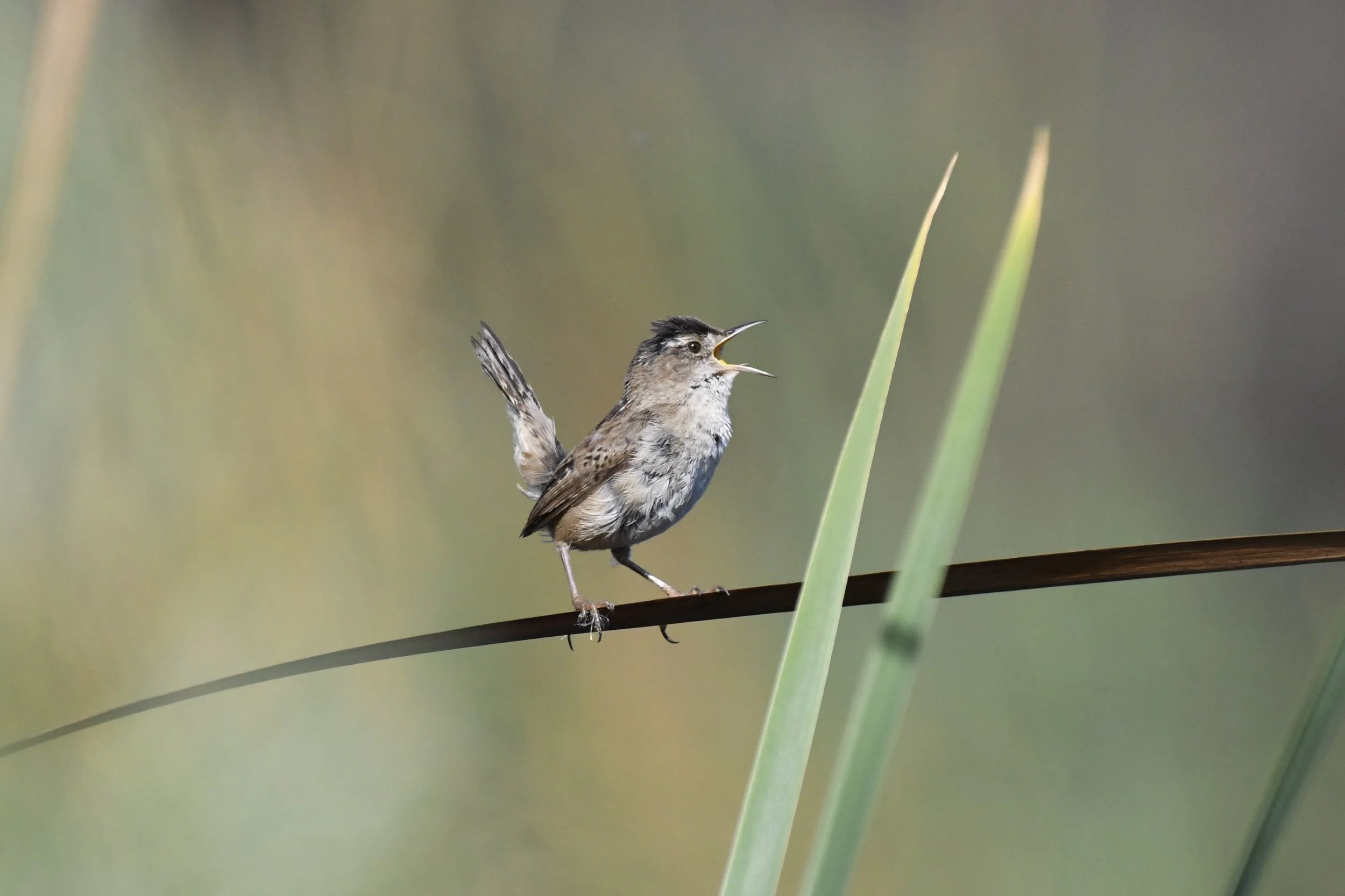 Marsh Wren 1 Sarah Chan.jpg