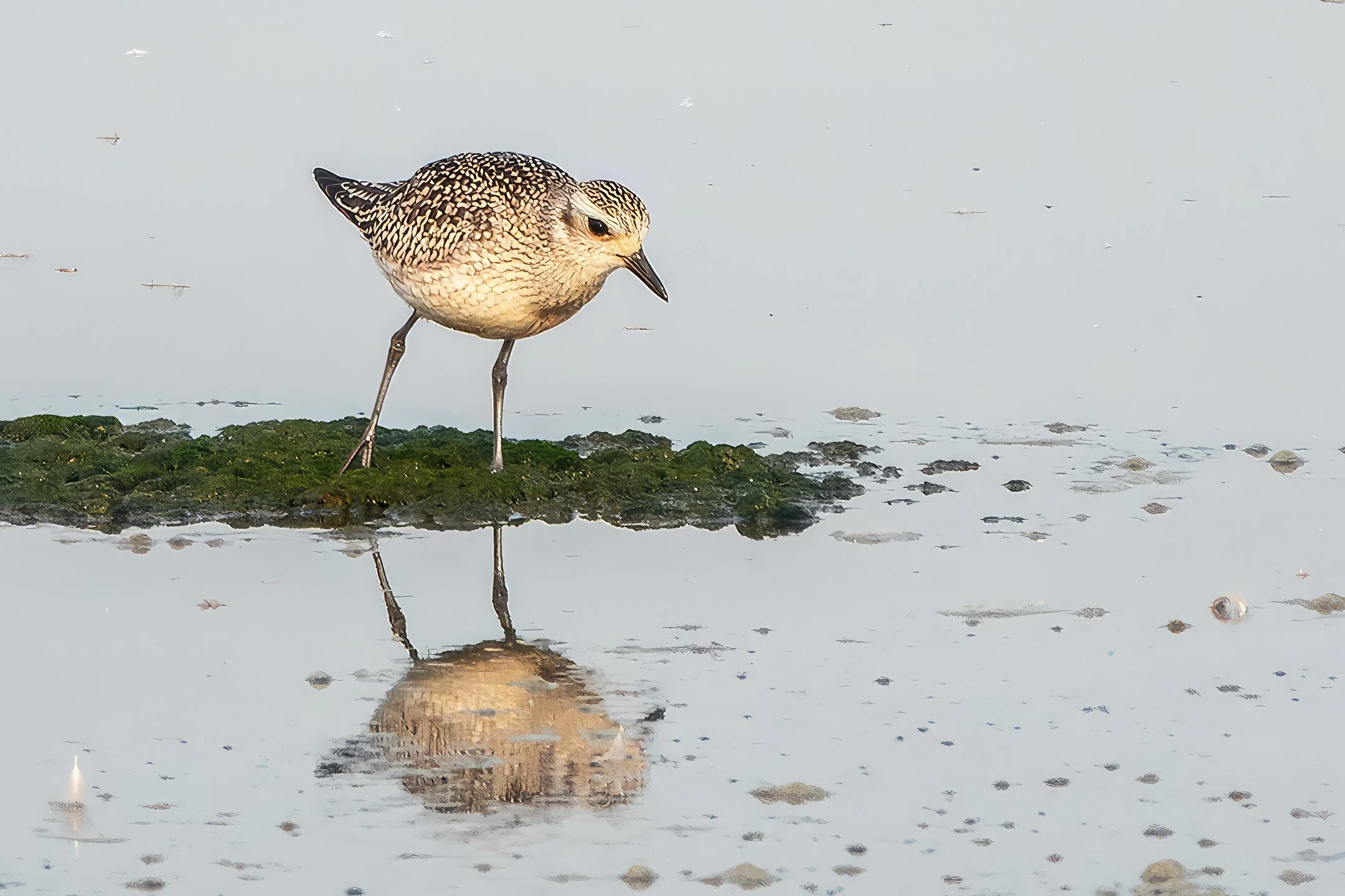 Black-bellied Plover Mary Ann Robertson.jpg