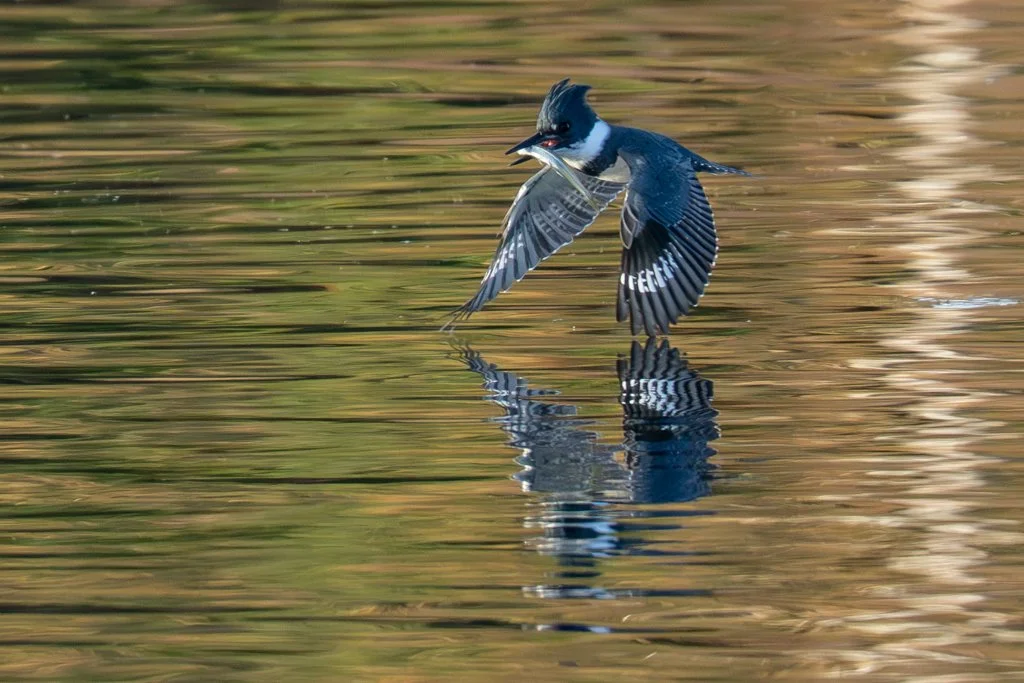 Belted Kingfisher 2 Amanda Newlove.jpg