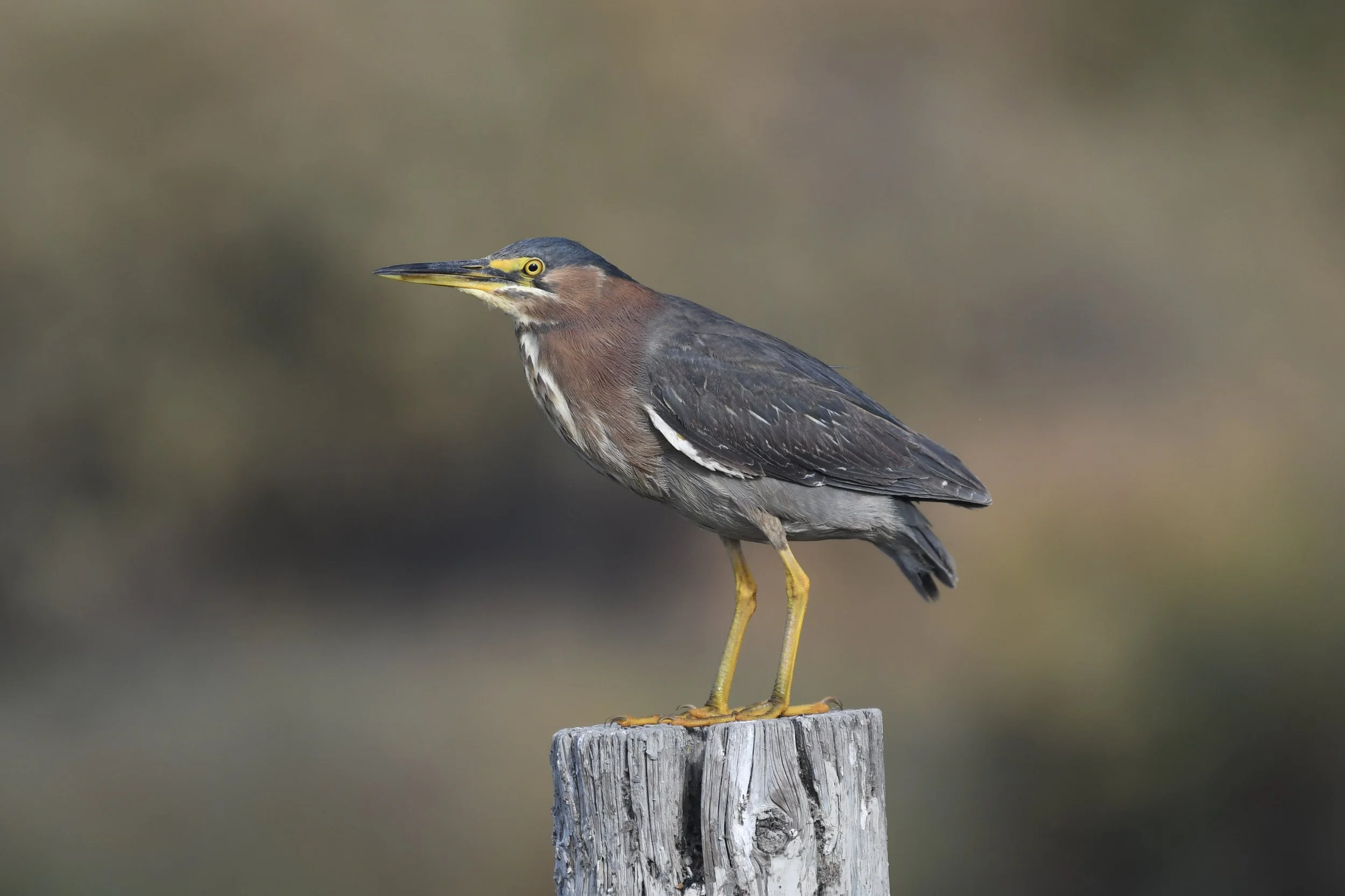 Green Heron by Sarah Chan.jpg