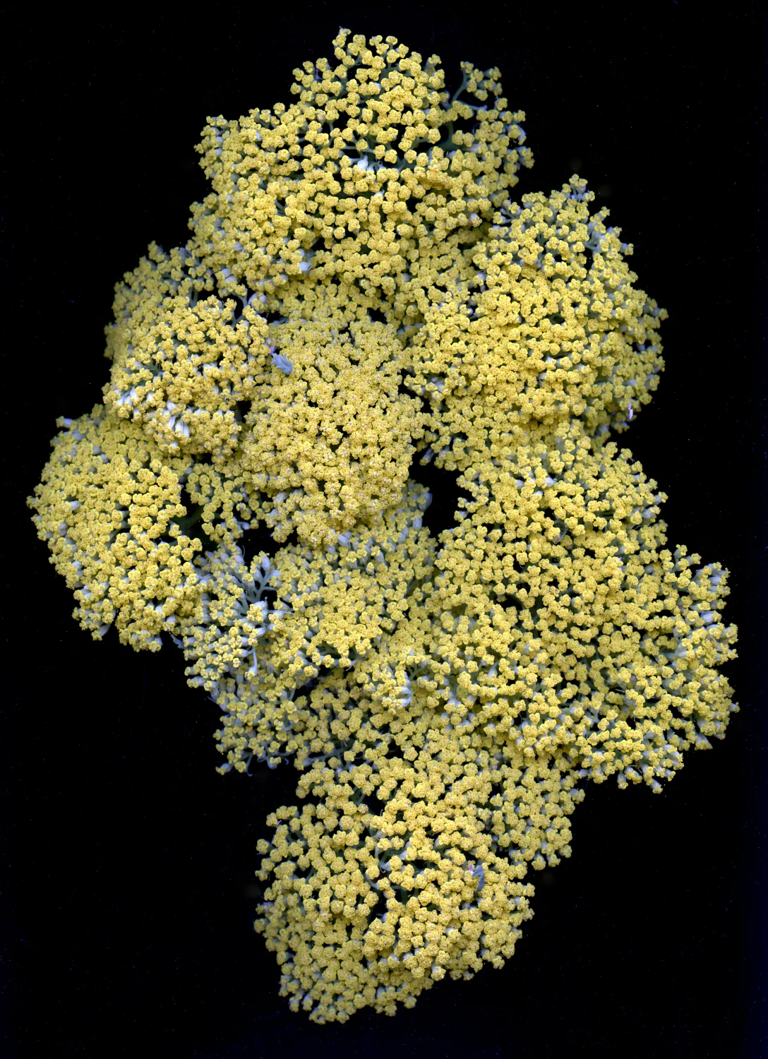 Claude Monet's Garden Botanical Photo by Claudia Toutain-Dorbec (64).JPG