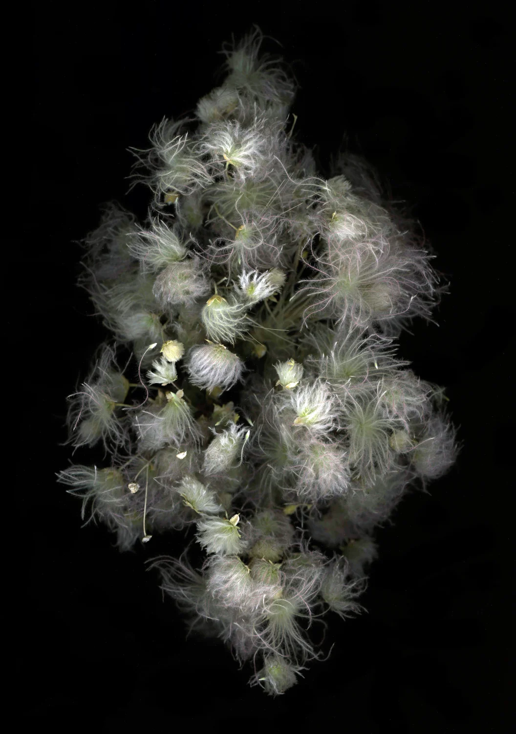USA Southwest Botanical Photo by Claudia Toutain-Dorbec.JPG