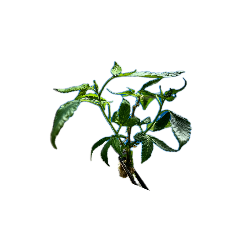 Plant Tissue Culture