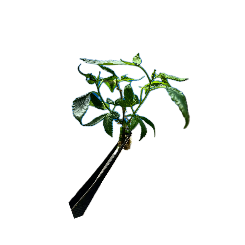 Cannomic Biobanking Services