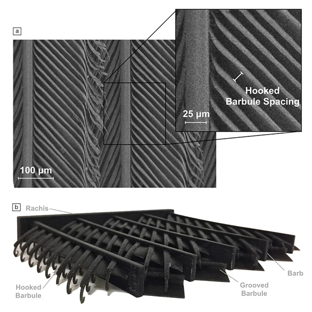 Barbs of a feather support flight together