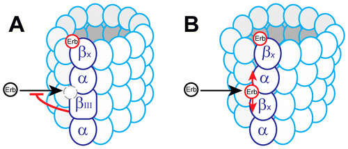 Effects of Eribulin on Microtubule Binding and Dynamic Instability Are Strengthened in the Absence of the βIII Tubulin Isotype