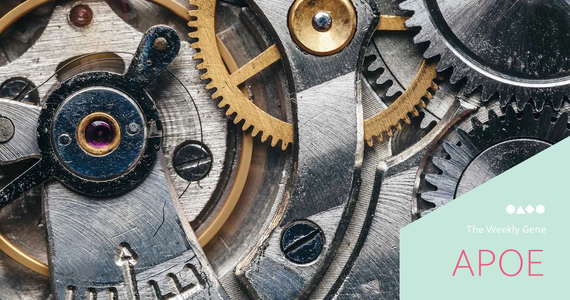 How one gene may contribute to late-onset Alzheimer’s development