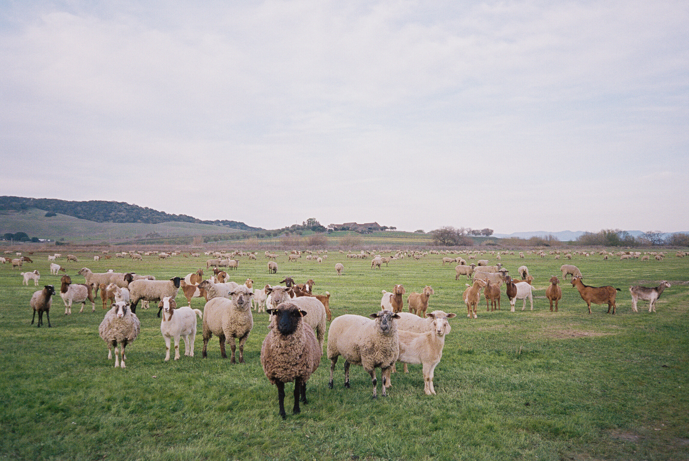 Friends (shot on 35mm film)