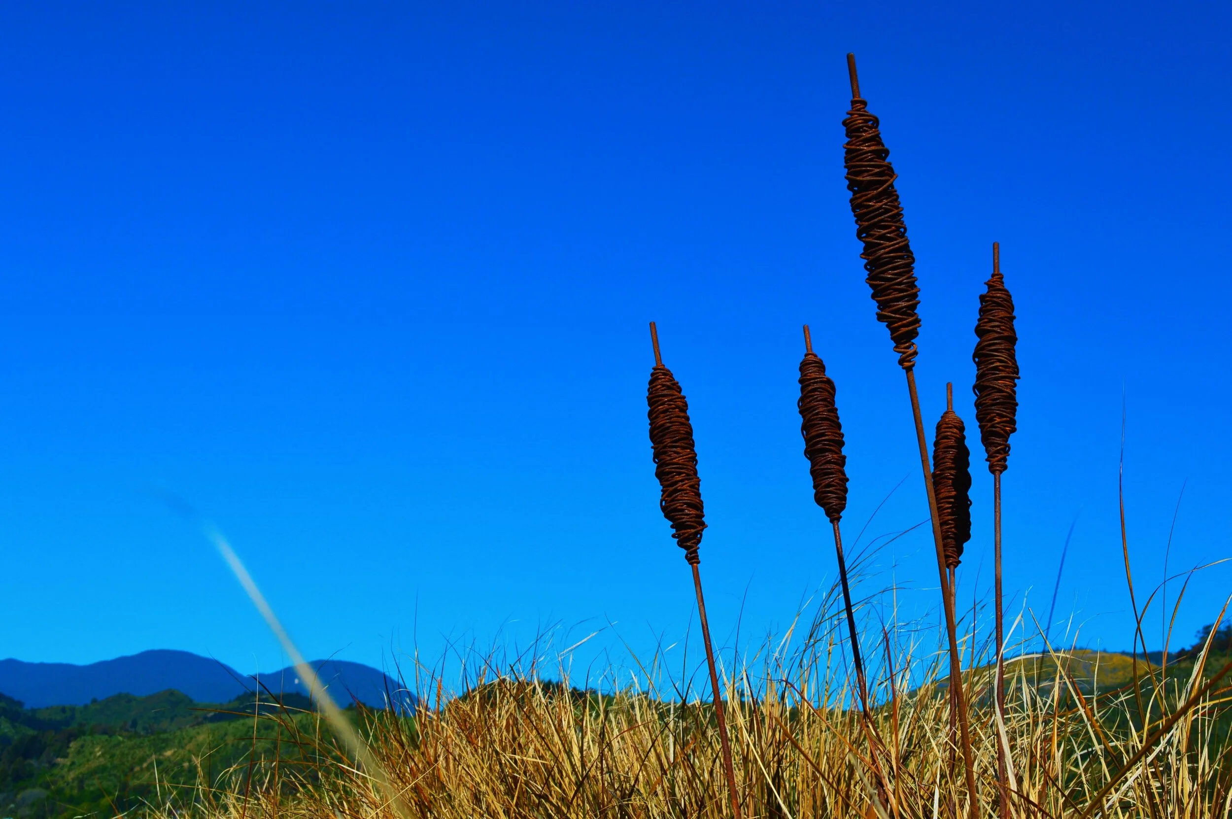 1500mm Bulrushes.JPG