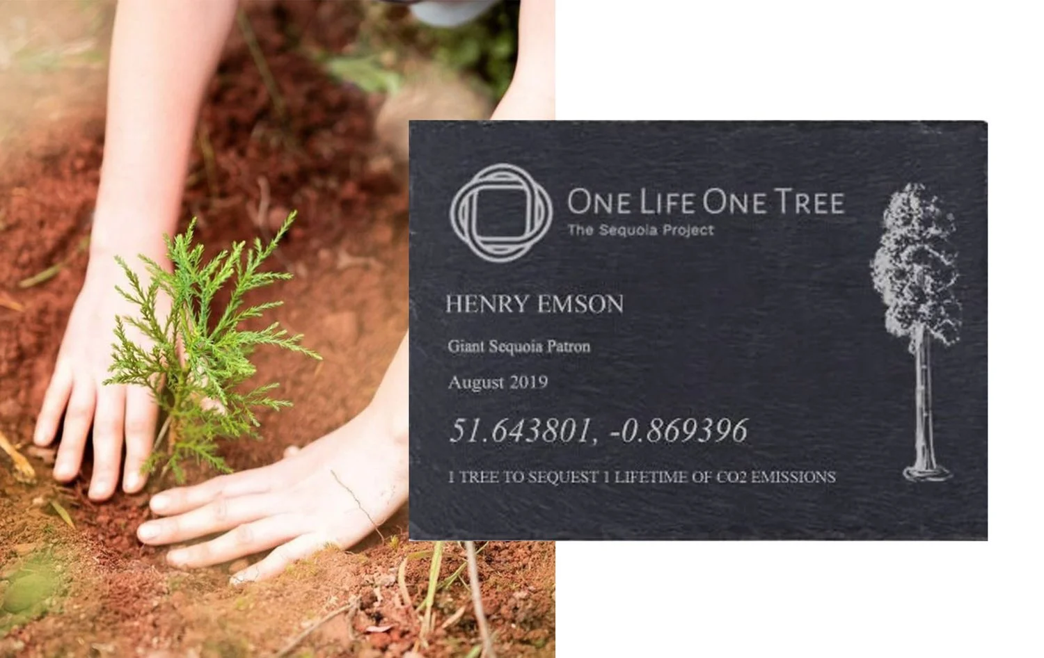 Plant a Sequoia — One Life One Tree