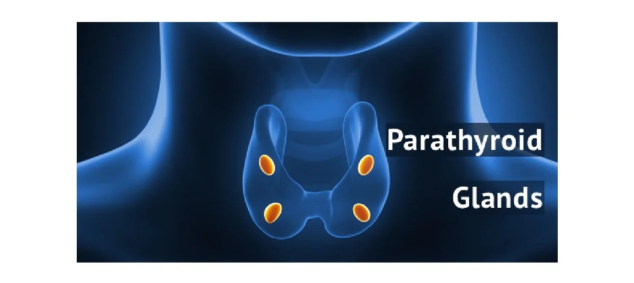 Parathyroid-page0001 (1).jpg