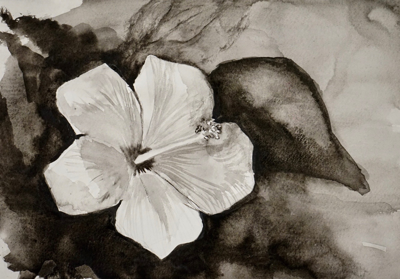 B&amp;W Hibiscus