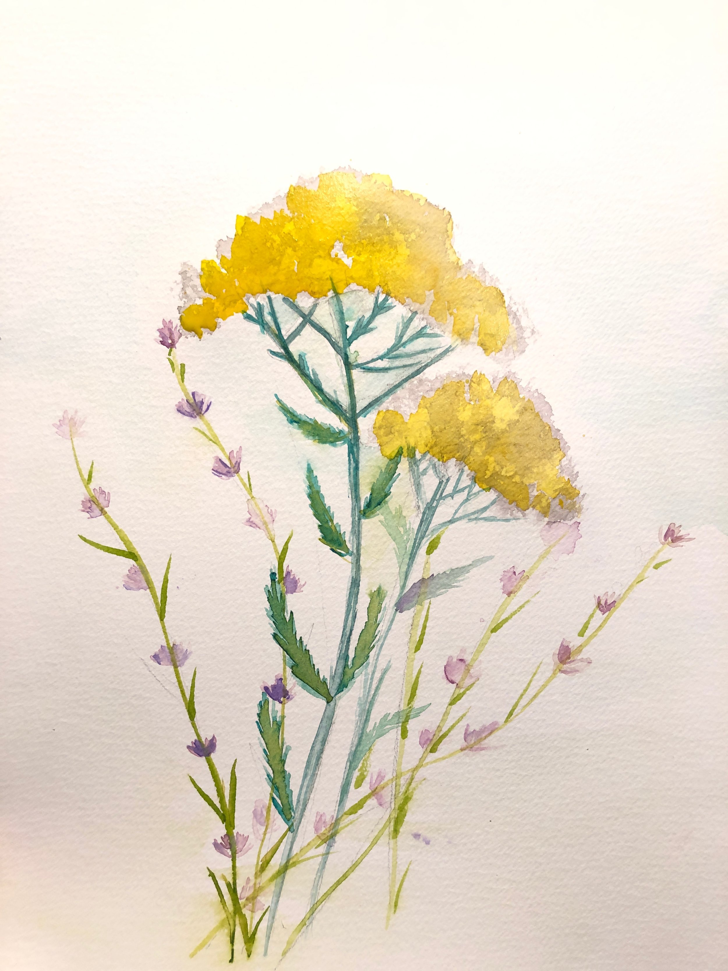 Yellow Yarrow