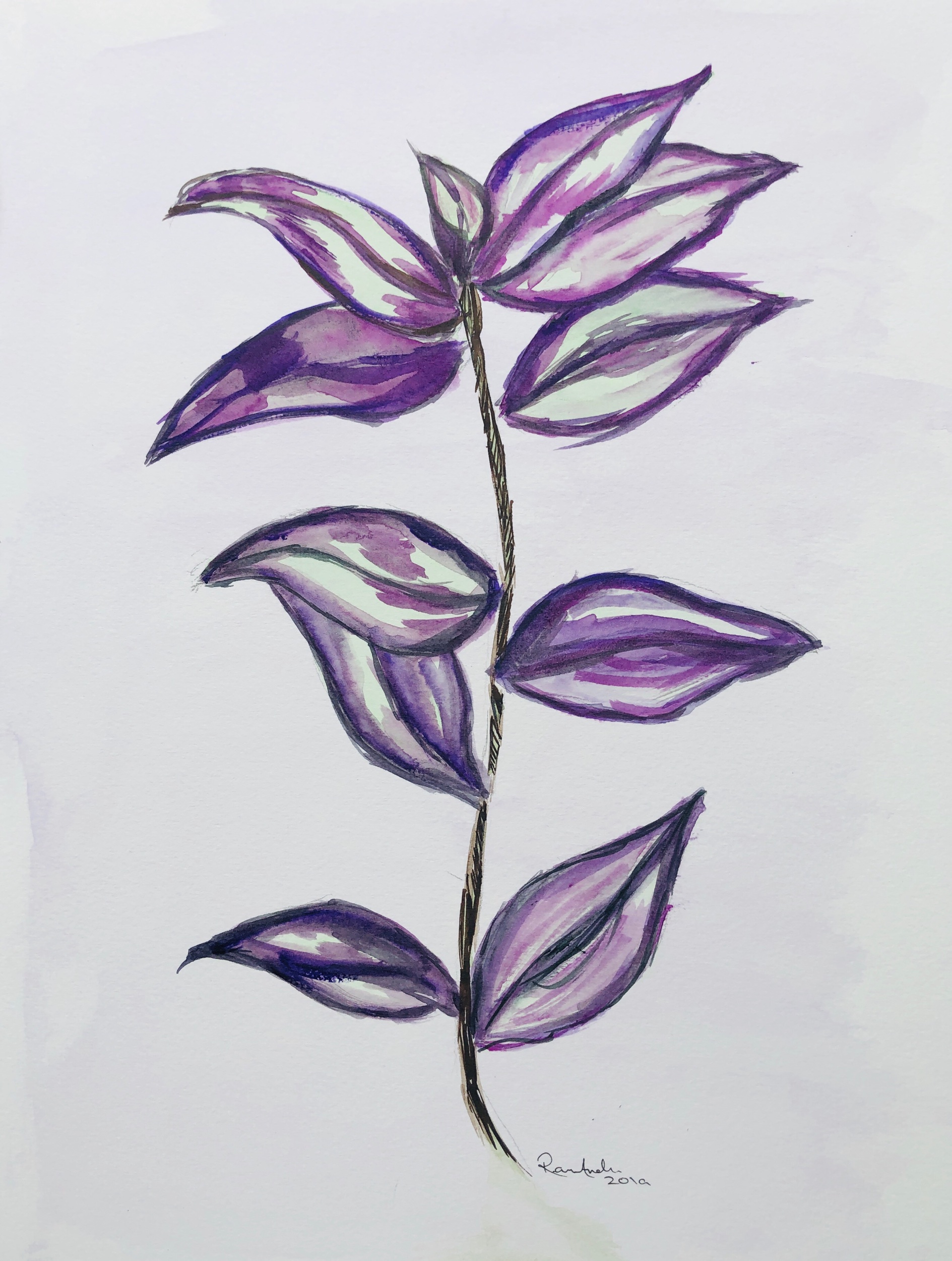 Tradescantia Zebrina