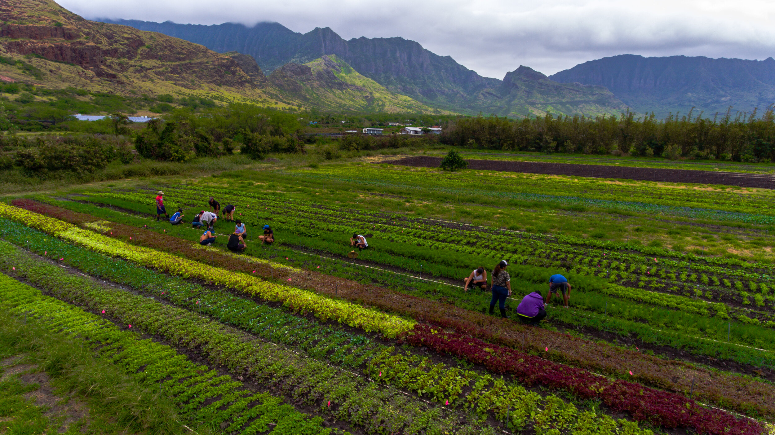 Jobs Ma O Organic Farms