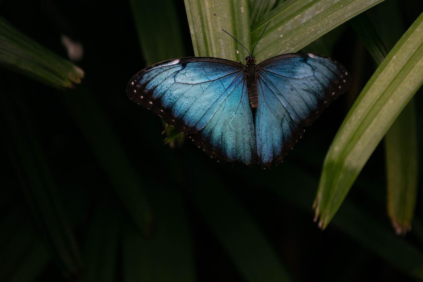New photos are available for purchase on my print shop! The album is titled 2022 ✨🦋

Link in bio 🖤 

#butterlies #bluebutterfly #spiritual #naturephotography #outdoorphotography