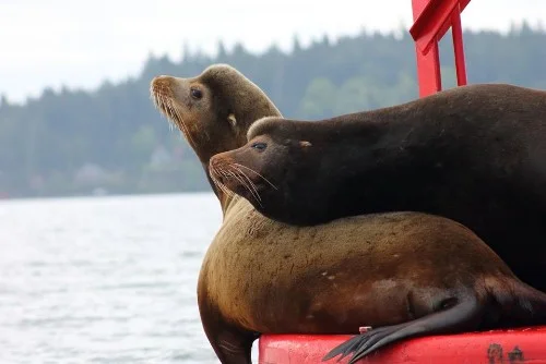 sealions2.jpg