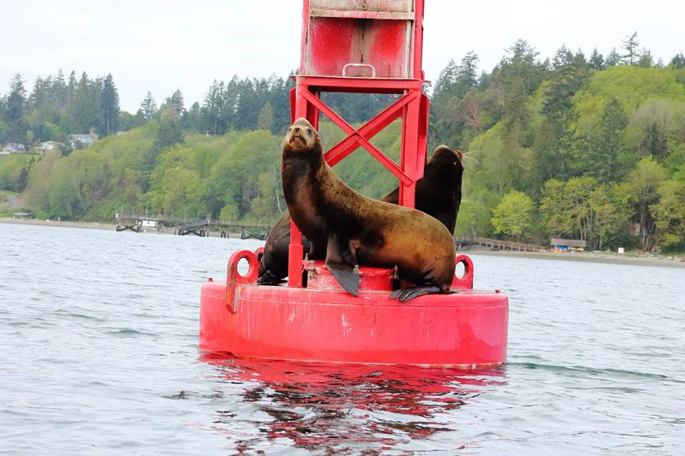 sealions.jpg