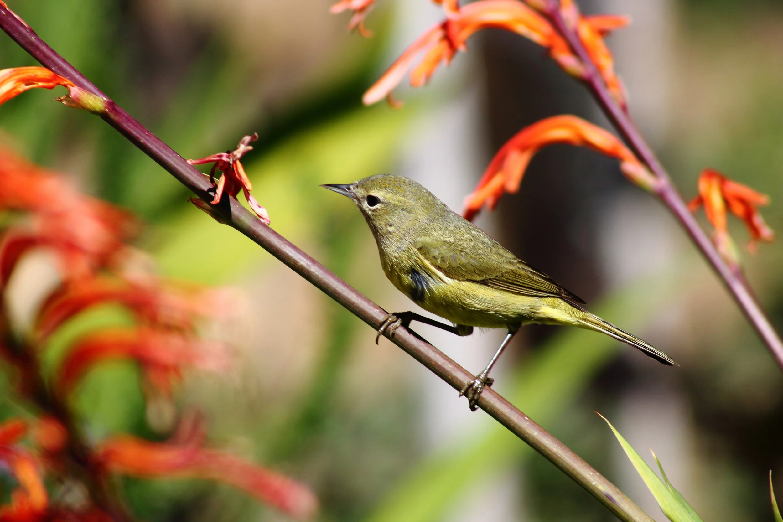 warbler.JPG