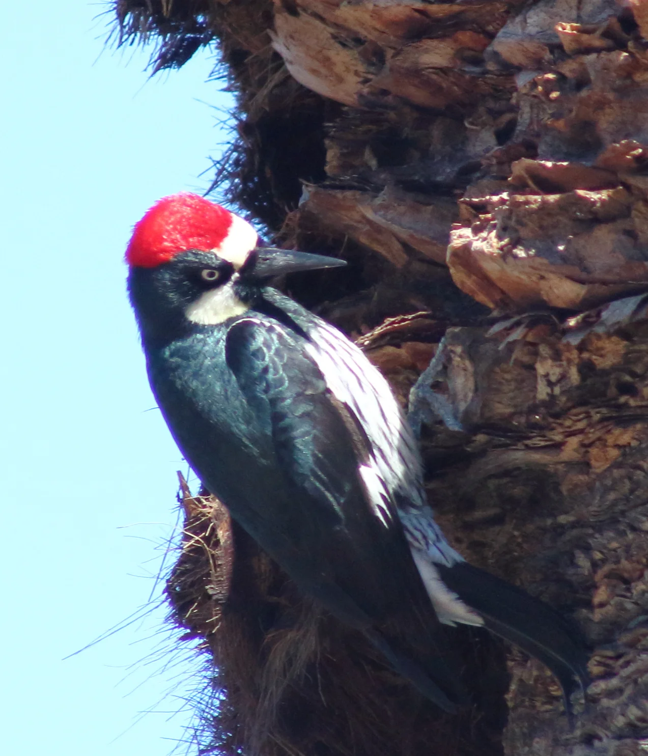 white headed woodpecker.JPG