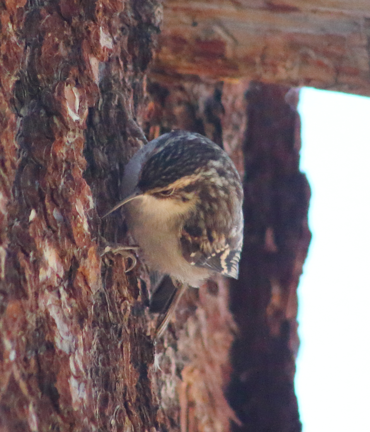 browncreeper2.JPG