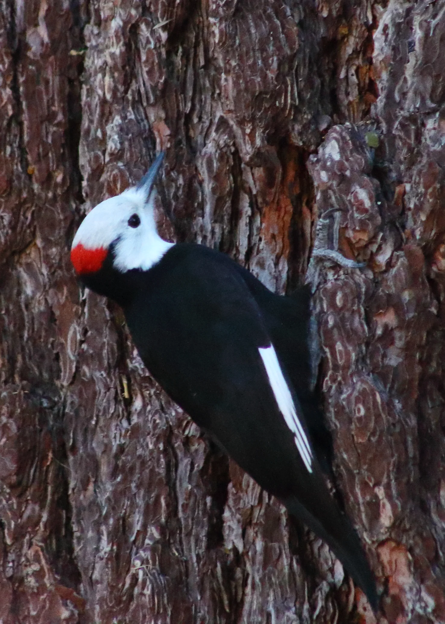 whiteheadedwoodpecker.JPG